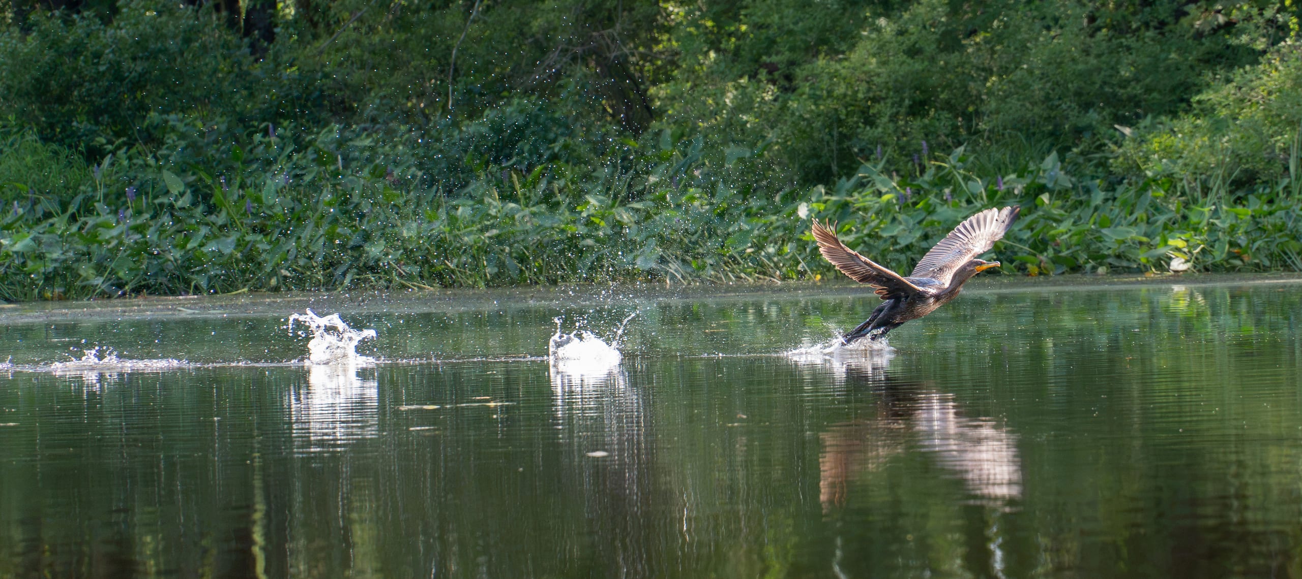 A cormorant runs across the surface of the water during takeoff at Hirundo Wildlife Refuge in Maine.