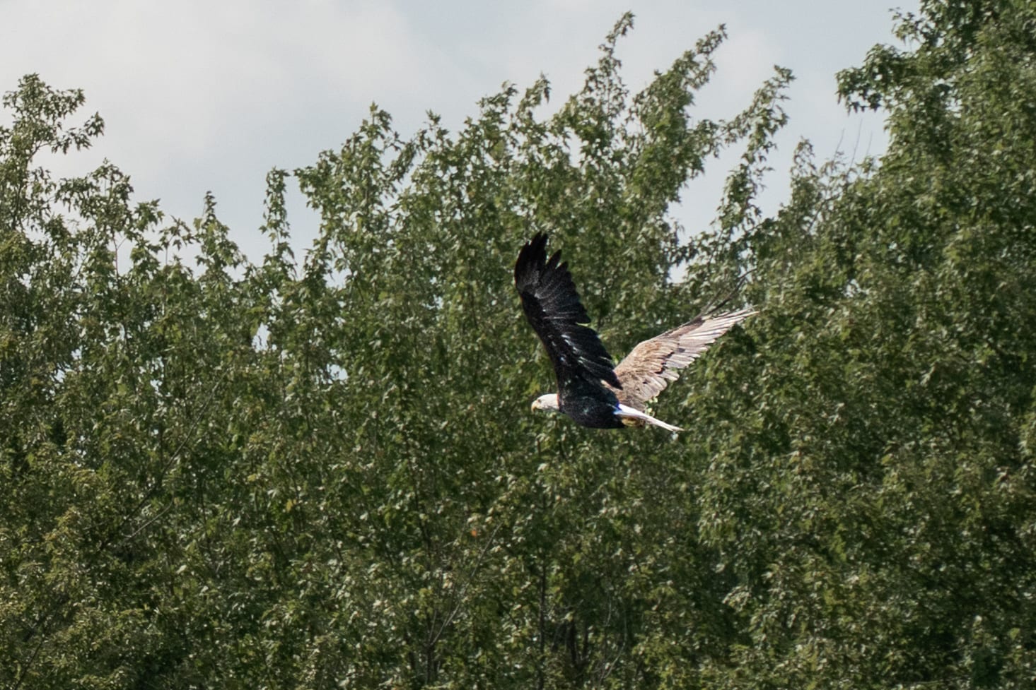 A bald eagle banks in flight against the treeline at Hirundo Wildlife Refuge.