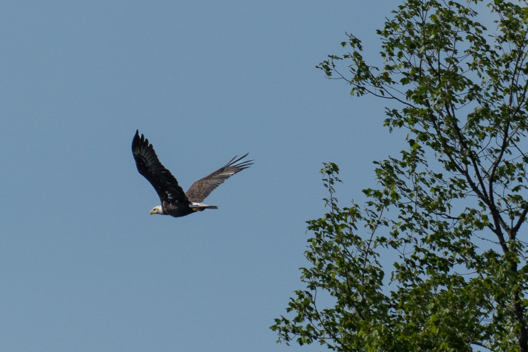 A bald eagle in flight overhead at Hirundo Wildlife Refuge.