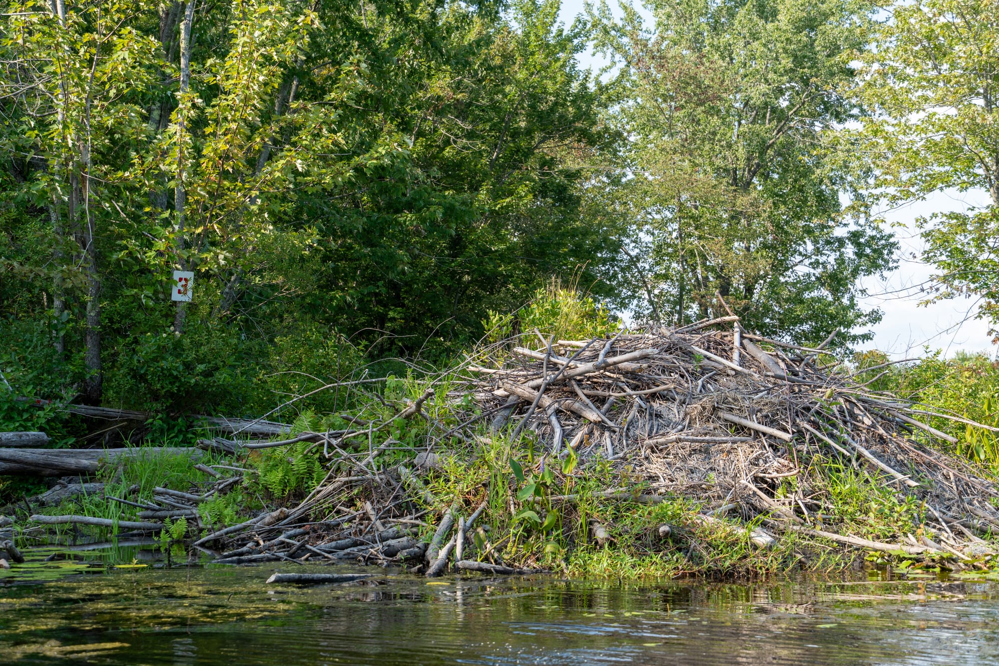 A beaver lodge built of piled branches along the water's edge at Hirundo Wildlife Refuge.
