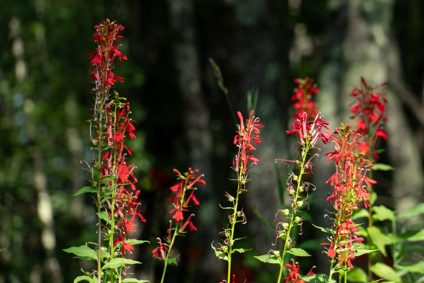 Bright red cardinal flowers catching sunlight against a dark forest edge at Hirundo Wildlife Refuge.