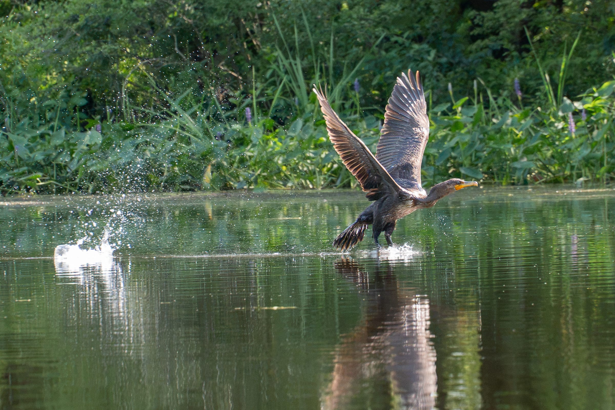 A cormorant races across the water's surface with wings spread, leaving a trail of splashes behind it.