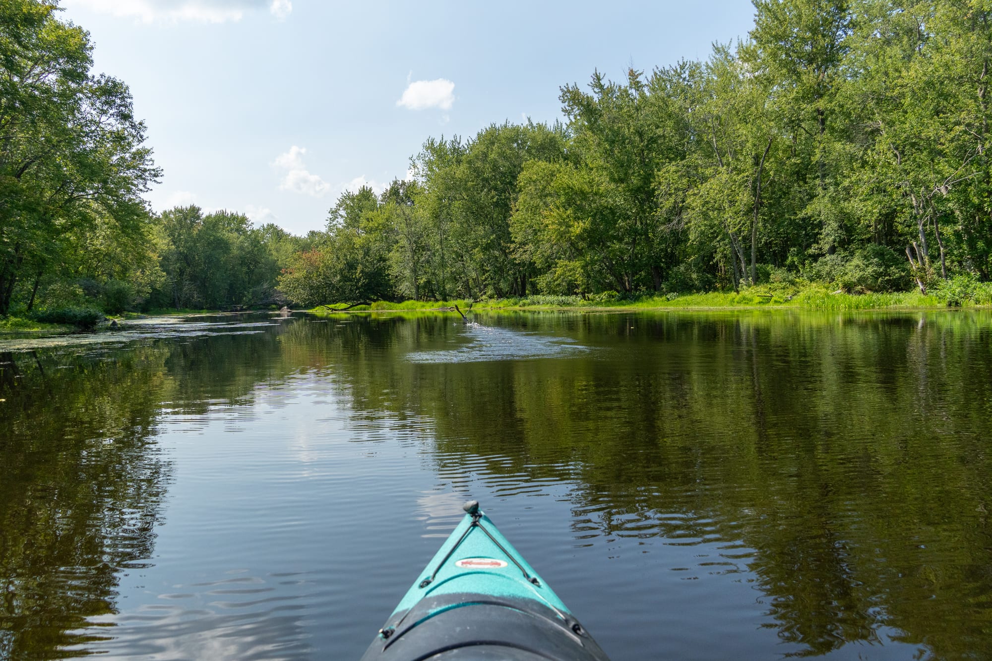The wooded shoreline of Hirundo Wildlife Refuge reflected in still water, seen from a kayak.