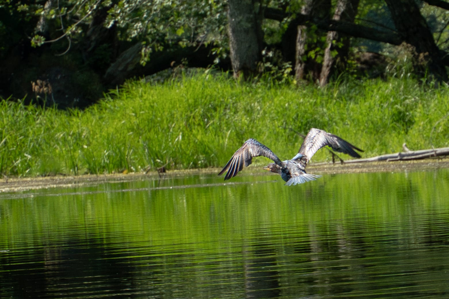 A bird skims low over the water at Hirundo Wildlife Refuge, seen from kayak level.